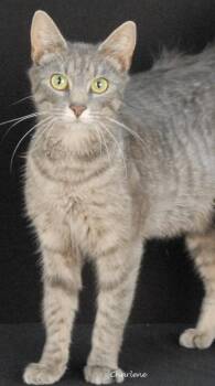 Princess Leia -  Domestic Short Hair Cat for Adoption in Newland, North Carolina - Princess Leia | PetCurious