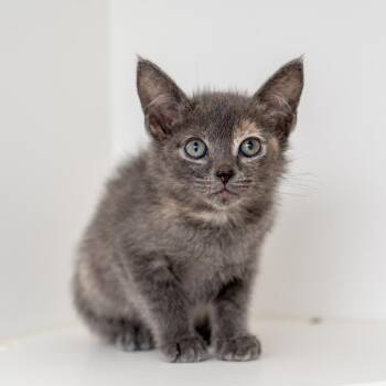 Tic -  Domestic Short Hair Cat for Adoption in New York, New York - Tic | PetCurious