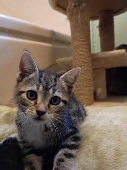 Domestic Short Hair Cats Available for Adoption in Hardeeville, South Carolina - Acorn | PetCurious