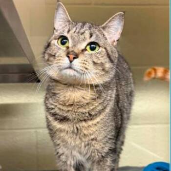 Fisher -  Domestic Short Hair Cat for Adoption in Concord, North Carolina - Fisher | PetCurious