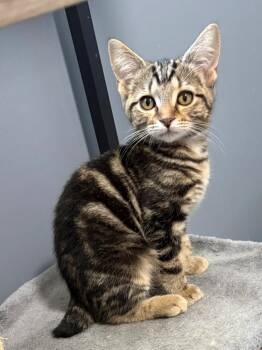 June -  Domestic Short Hair Cat for Adoption in Hartford City, Indiana - June | PetCurious