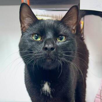 Coney -  Domestic Short Hair Cat for Adoption in Port Washington, New York - Coney | PetCurious