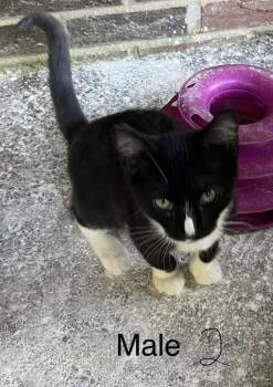Gilligan -  Domestic Short Hair Cat for Adoption in Connelly Springs, North Carolina - Gilligan | PetCurious