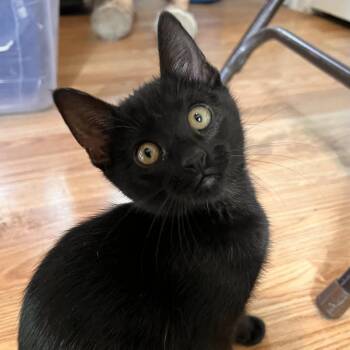 Kiki -  Domestic Short Hair Cat for Adoption in Vallejo, California - Kiki | PetCurious