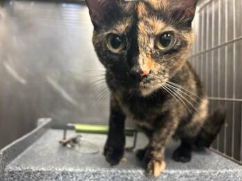 Domestic Short Hair Cats Available for Adoption - TALLY | PetCurious