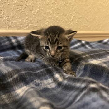 Rescue Domestic Short Hair Cats for Adoption in Auburn, Alabama - Roger Taylor | PetCurious