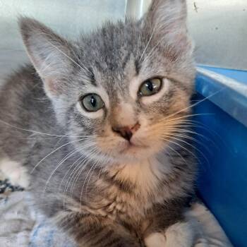 Domestic Short Hair Cats Available for Adoption in Rock Falls, Illinois - Wolfsbane | PetCurious