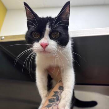 Domestic Short Hair Cats Available for Adoption in Keizer, Oregon - Stray 05/23/26 A64777 | PetCurious