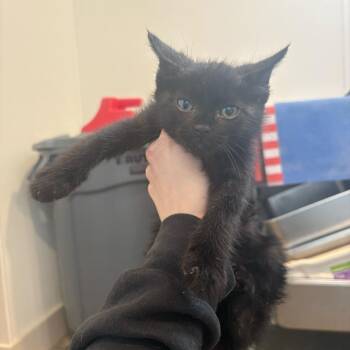 Domestic Short Hair Cats Available for Adoption in Louisville, Kentucky - Lunchbox | PetCurious