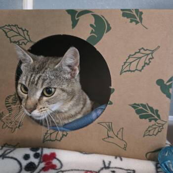 Domestic Short Hair Cats Available for Adoption in Renfrew, Pennsylvania - Nutcracker | PetCurious