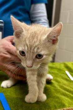 Captain Harlock -  Domestic Short Hair Cat for Adoption in Westland, Michigan - Captain Harlock | PetCurious