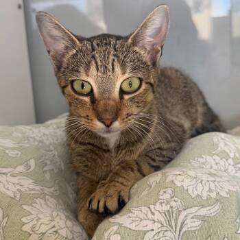 Rescue Domestic Short Hair Cats for Adoption in Ridgely, Maryland - Campanilla | PetCurious