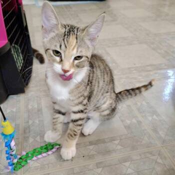 Domestic Short Hair Cats Available for Adoption in Richmond, Virginia - Pinafore | PetCurious