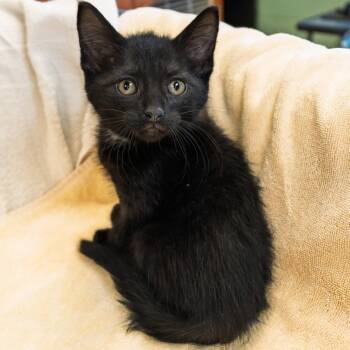 Chug Jug -  Domestic Short Hair Cat for Adoption in South Elgin, Illinois - Chug Jug | PetCurious