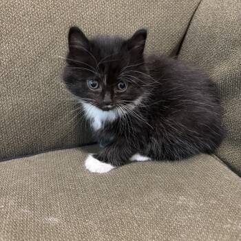 Domestic Medium Hair Cats Available for Adoption in Pottsboro, Texas - Elvis | PetCurious