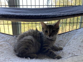 Rescue Domestic Long Hair Cats for Adoption in Breinigsville, Pennsylvania - Cassie | PetCurious