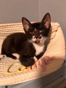 David -  Bombay Cat for Adoption in San Antonio, Texas - David | PetCurious