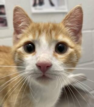 Schnitzel -  Domestic Short Hair Cat for Adoption in Golden, Colorado - Schnitzel | PetCurious
