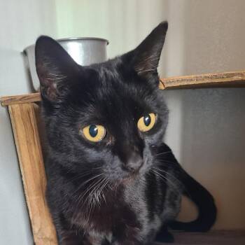 Domestic Short Hair Cats Available for Adoption - Mousey | PetCurious
