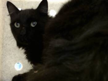 Rescue Domestic Medium Hair and Domestic Short Hair Cats for Adoption in Moreno Valley, California - A546823 | PetCurious