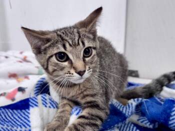 Ghost -  Tabby Cat for Adoption in Powell, Ohio - Ghost | PetCurious
