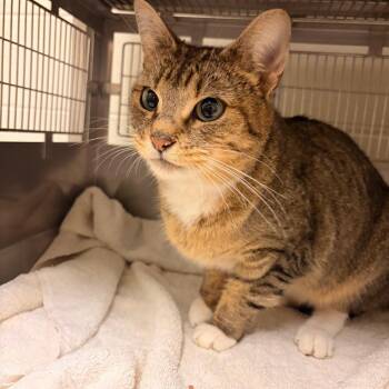 China -  Domestic Short Hair Cat for Adoption in Bristol, Indiana - China | PetCurious
