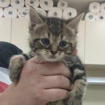 Hallie -  Domestic Short Hair Cat Available for Adoption in Shinnston, West Virginia - Hallie | PetCurious