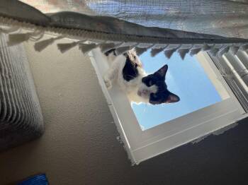 Domestic Short Hair Cats Available for Adoption - Minnow | PetCurious