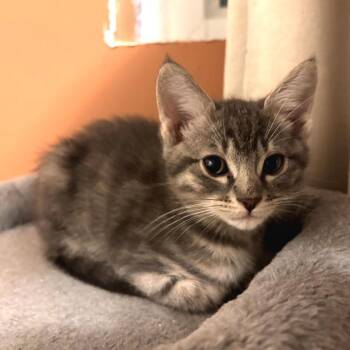 Heritage -  Domestic Short Hair Cat for Adoption in Chattanooga, Tennessee - Heritage | PetCurious