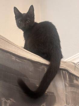 Willow 0299 -  Domestic Short Hair Cat for Adoption in Dallas, Texas - Willow 0299 | PetCurious