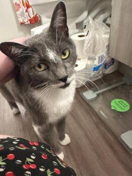 Domestic Short Hair Cats Available for Adoption in Oceanside, California - Olive Oil | PetCurious