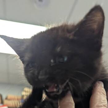 Bernice -  Domestic Short Hair Cat for Adoption in Jeffersonville, Indiana - Bernice | PetCurious