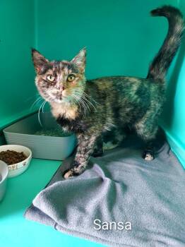 Sansa -  Domestic Short Hair Cat for Adoption in Pine Grove, Pennsylvania - Sansa | PetCurious