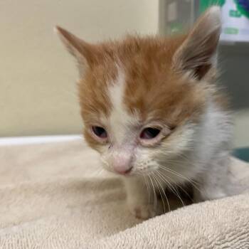 Toulouse -  Domestic Short Hair Cat for Adoption in Pasadena, California - Toulouse | PetCurious