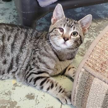 Domestic Short Hair Cats Available for Adoption in Huntsville, Alabama - River | PetCurious