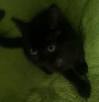 Paige -  Domestic Short Hair Cat for Adoption in Alafaya, Florida - Paige | PetCurious