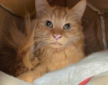 Kendrick -  Domestic Medium Hair Cat for Adoption in Vancouver, Washington - Kendrick | PetCurious