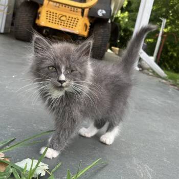Owl -  Domestic Long Hair Cat for Adoption in Fairfax Station, Virginia - Owl | PetCurious