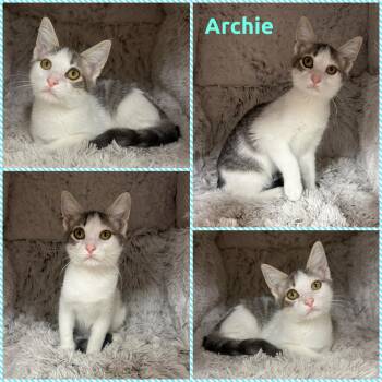 Archie -  Domestic Short Hair Cat for Adoption in Windy Hills, Kentucky - Archie | PetCurious