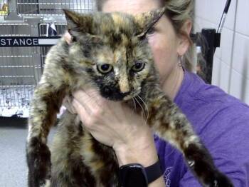 Rescue Domestic Short Hair Cats for Adoption in Pasadena, Texas - HARPIE | PetCurious