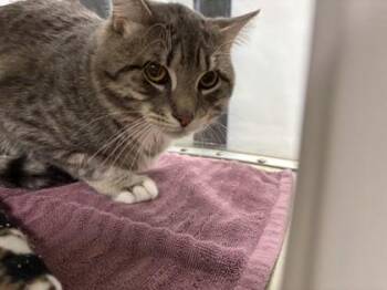 Brownie -  Domestic Short Hair Cat for Adoption in Schenectady, New York - Brownie | PetCurious