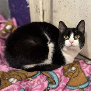 Domestic Short Hair Cats Available for Adoption - Nimmala | PetCurious