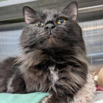Domestic Long Hair Cats Available for Adoption - Love Quinn | PetCurious