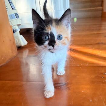 Sandy -  Domestic Short Hair Cat for Adoption in Hailey, Idaho - Sandy | PetCurious