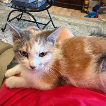 Patches -  Domestic Short Hair Cat for Adoption in Murray, Utah - Patches | PetCurious