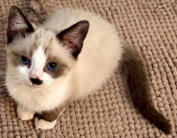 GareBear -  Siamese Cat for Adoption in Beckley, West Virginia - GareBear | PetCurious