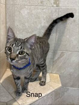 Tabby Cats Available for Adoption - Snap | PetCurious