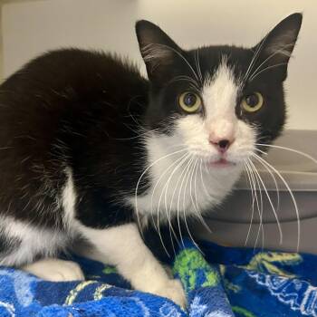 Sal -  Domestic Short Hair Cat for Adoption in Saint Joseph, Missouri - Sal | PetCurious