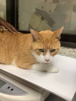 Rescue Domestic Short Hair Cats for Adoption in Fort Worth, Texas - DYLAN | PetCurious