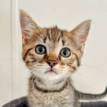 Rescue Domestic Short Hair Cats for Adoption in Troy, Illinois - Maple | PetCurious